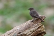 Oiseaux Rouge-queue noir (Phoenicurus ochruros)