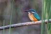 Oiseaux Martin pêcheur d\'Europe (Alcedo atthis)