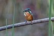 Oiseaux Martin-pêcheur d\'Europe (Alcedo atthis)