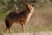 Mammifères Chacal doré (Canis aureus)