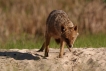 Mammifères Chacal doré (Canis aureus)