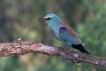 Oiseaux Rollier d\'Europe (Coracias garrulus)