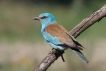 Oiseaux Rollier d\'Europe (Coracias garrulus)