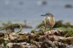 Oiseaux Crabier chevelu (Ardeola ralloides)