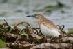 Oiseaux Crabier chevelu (Ardeola ralloides)