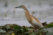 Oiseaux Crabier chevelu (Ardeola ralloides)