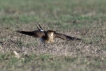 Oiseaux glaréole à collier