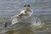 Oiseaux Goéland pontique