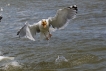 Oiseaux Goéland pontique