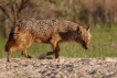 Mammifères Chacal doré (Canis aureus)