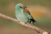 Oiseaux Rollier d\'Europe (Coracias garrulus)