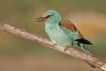 Oiseaux Rollier d\'Europe (Coracias garrulus)