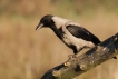 Oiseaux Corneille mantelée (Corvus cornix)