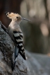 Oiseaux Huppe fasciée (Upupa epops)