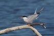 Oiseaux Sterne pierregarin