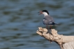 Oiseaux Sterne pierregarin