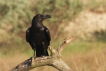 Oiseaux Grand corbeau