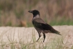 Oiseaux Corneille mantelée (Corvus cornix)