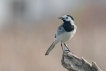 Oiseaux Bergeronnette grise (Motacilla alba)