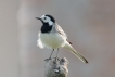 Oiseaux Bergeronnette grise (Motacilla alba)