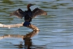 Oiseaux Cormoran pygmée (Phalacrocorax pygmaeus)