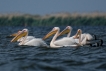 Oiseaux Pélican blanc (Pelecanus onocrotalus)