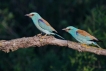 Oiseaux Rollier d\'Europe (Coracias garrulus)