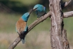 Oiseaux Rollier d\'Europe (Coracias garrulus)