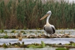 Oiseaux Pélican frisé (Pelecanus crispus)