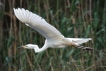 Oiseaux Grande aigrette (Ardea alba)