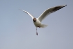 Oiseaux Mouette rieuse (Chroicocephalus ridibundus