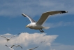 Oiseaux Goéland pontique