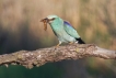 Oiseaux Rollier d\'Europe (Coracias garrulus)