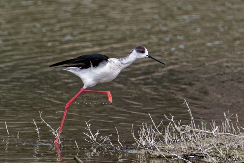 Photo Oiseaux Echasse Blanche (Himantopus himantopus)