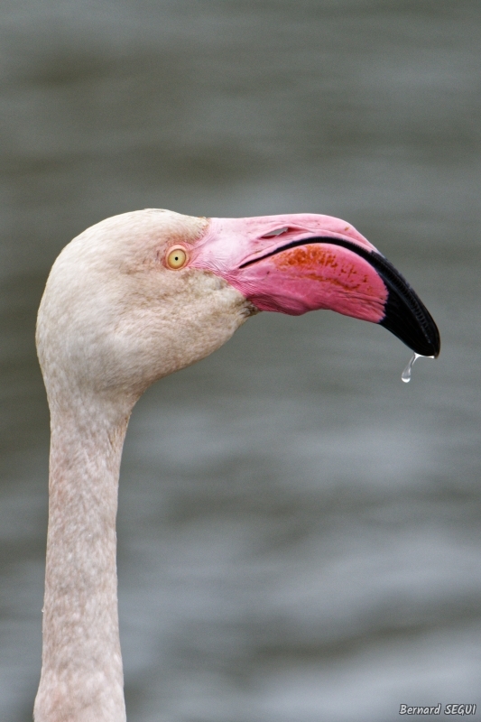 Photo Oiseaux flamant rose