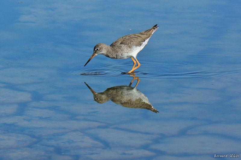 Photo Oiseaux Chevalier gambette (Tringa totanus)