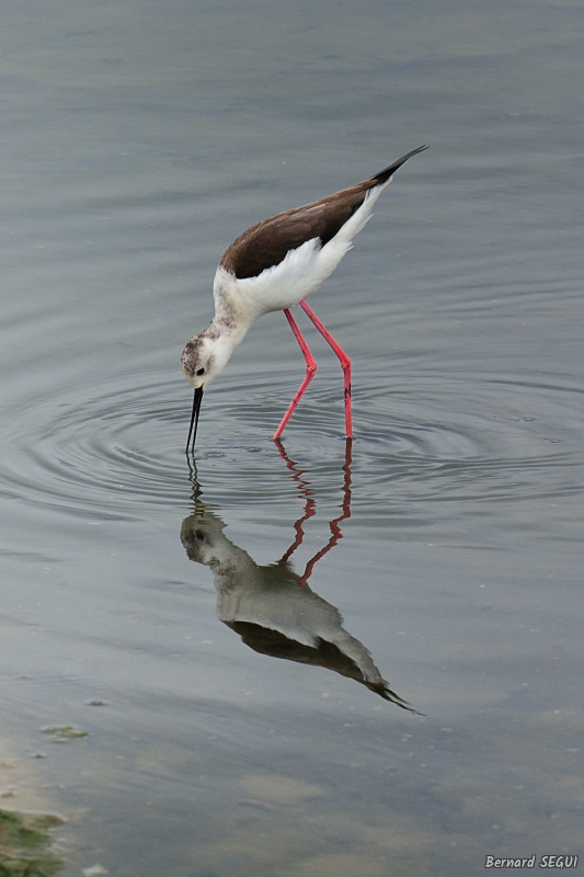 Photo Oiseaux Echasse Blanche (Himantopus himantopus)