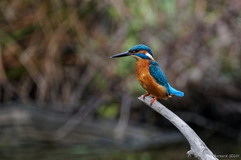 Photo Oiseaux Martin pêcheur d'Europe (Alcedo atthis)