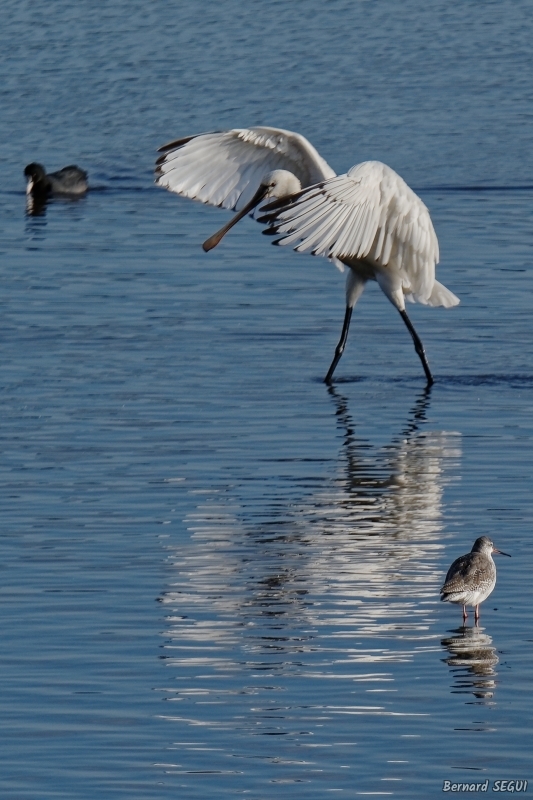 Photo Oiseaux Spatule blanche (Platalea leucorodia)