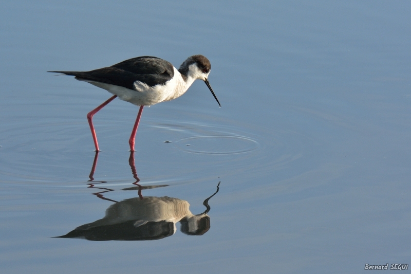 Photo Oiseaux Echasse Blanche (Himantopus himantopus)