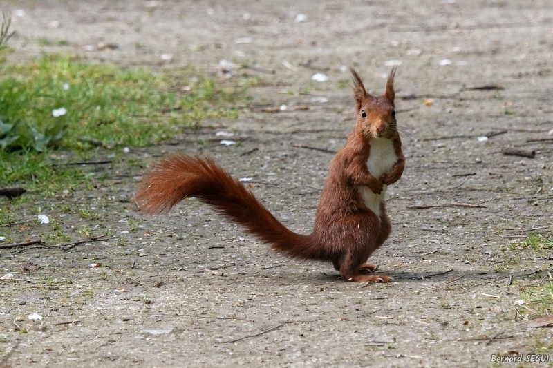 Photo Mammifères Ecureuil roux (Sciurus vulgaris)