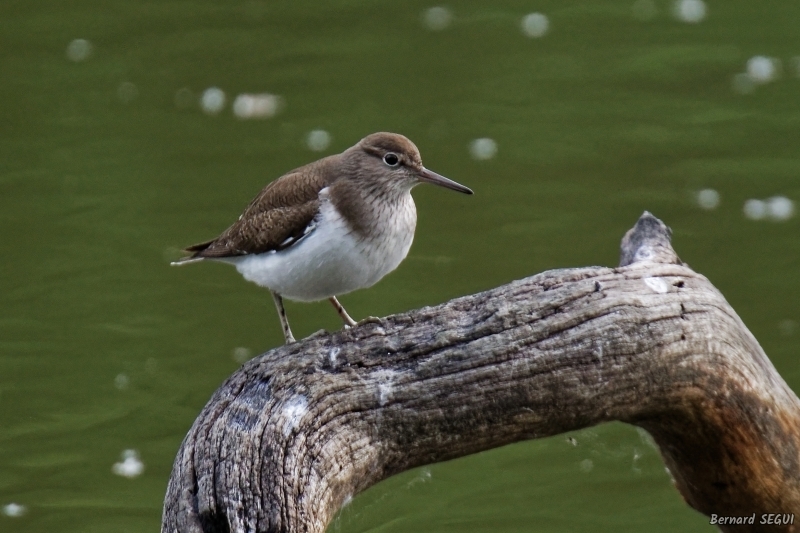 Photo Oiseaux Chevalier guignette (Actitis hypoleucos)