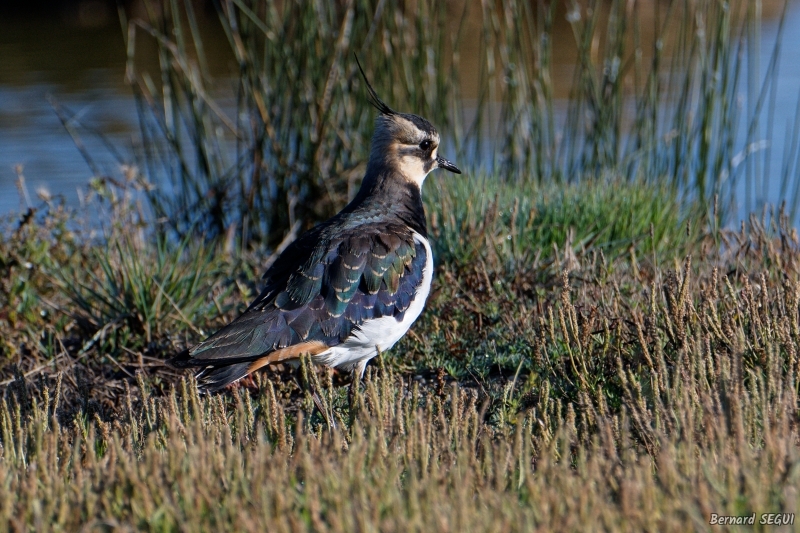 Photo Oiseaux Vanneau Huppé (Vanellus vanellus)