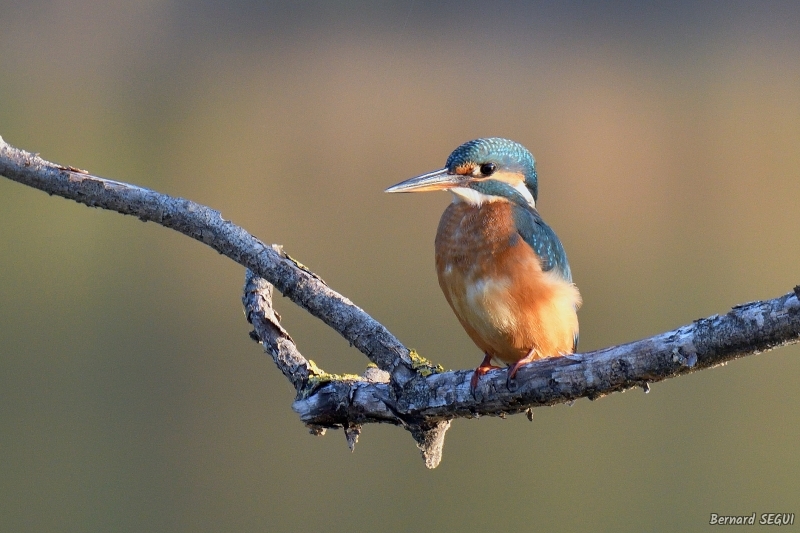 Photo Oiseaux Martin pêcheur d'Europe (Alcedo atthis)