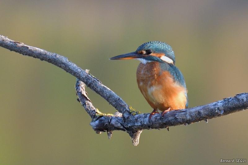 Photo Oiseaux Martin pêcheur d'Europe (Alcedo atthis)