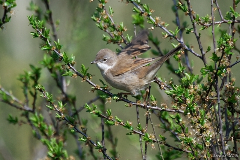 Photo Oiseaux Fauvette grisette