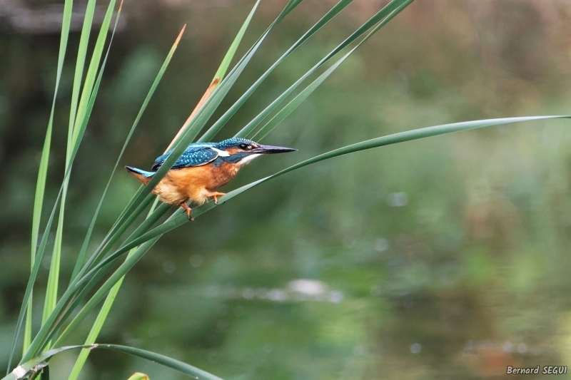 Photo Oiseaux Martin-pêcheur d'Europe (Alcedo atthis)