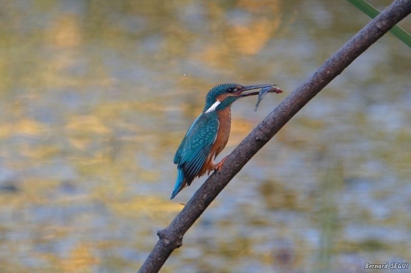 Photo Oiseaux Martin-pêcheur d'Europe (Alcedo atthis)