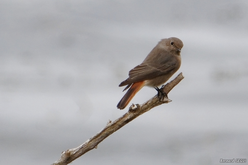 Photo Oiseaux Rouge-queue noir (Phoenicurus ochruros)