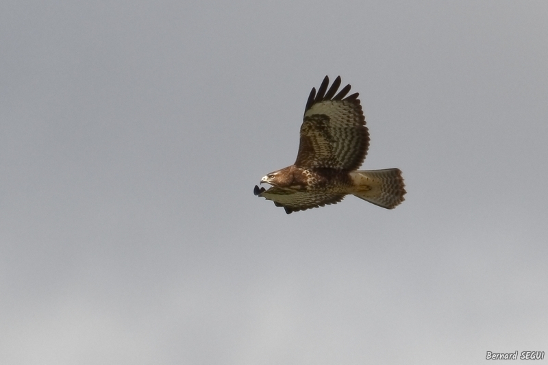 Photo Oiseaux Buse variable (Buteo Buteo)